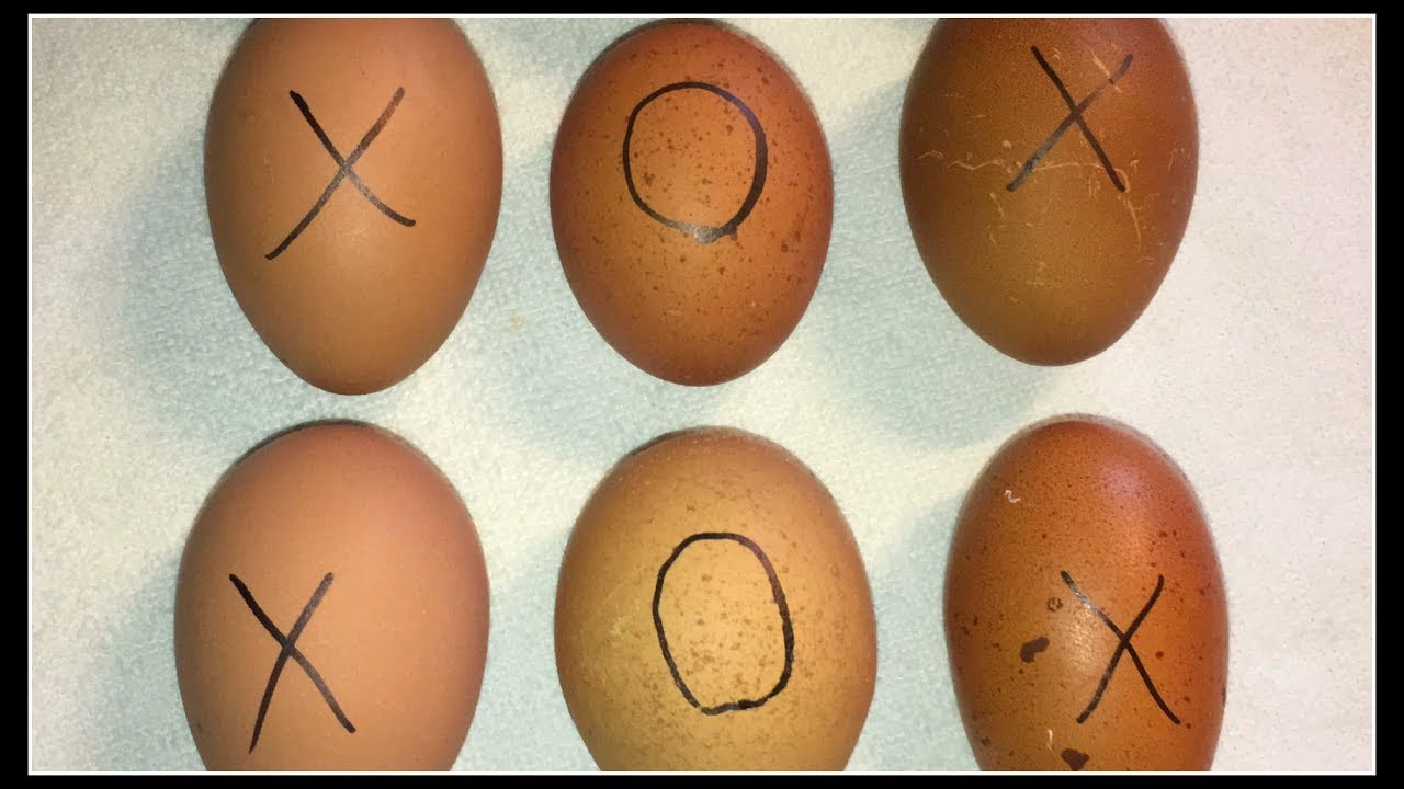 Cuckoo Maran Egg Color