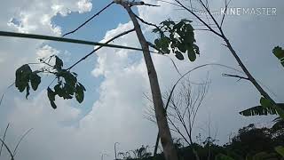 JEBAKAN BURUNG CENDET/ PENTED SAWAH