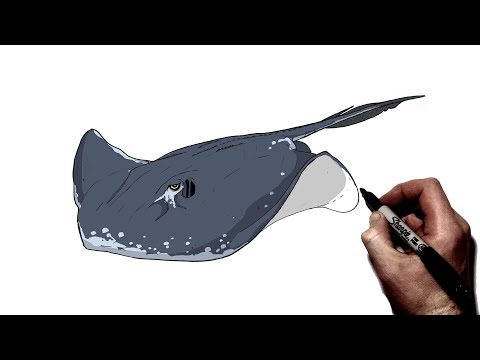 How To Draw