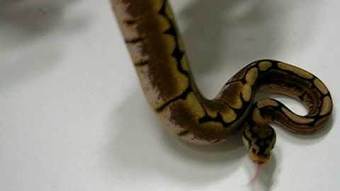 Spider Ball Python