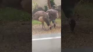 मोर और उसका बच्चा/PEACOCK AND IT&#39;S BABY | #shorts #peacock #trending #short #youtubeshorts #viral