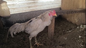 tu qaib nyob sab qaum teb update 1-15-23  | ไก่ชน | Pakoi | Ganoi | Shamo | Aseel | Brazilian | Ayam