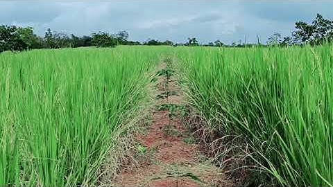 Mô hình trồng lúa nương xen canh vào vườn cao su kiến thiết cơ bản