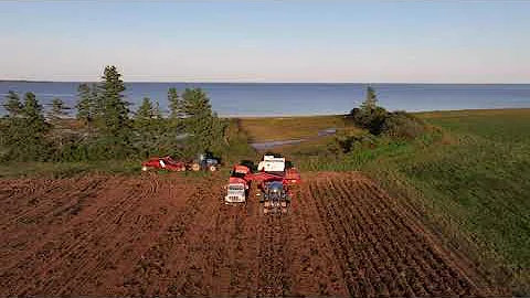 PEI Digging Potatoes 2023