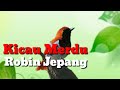 Kicau Merdu Robin Jepang Untuk Masteran Burung Kicau Mp3 - Mp4 Download