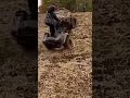King quad 750 wheelie #suzuki #kingquad #wheelie #shorts