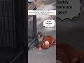 Punch-kun with his Plushie Mom Recently #macaque #macaquemonkey #shorts #shortvideo #shortsyoutube
