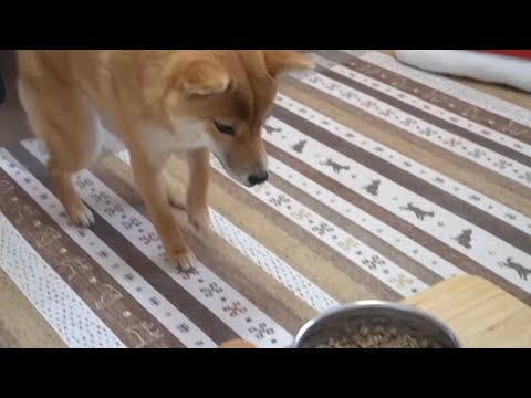 フライング気味の「待て」でも頑張る！いつもの朝ごはんASMR　柴犬小夏生後８ヶ月