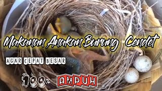 Cara Merawat Anakan Burung Cendet(Menu Makanan Anakan Burung Cendet)