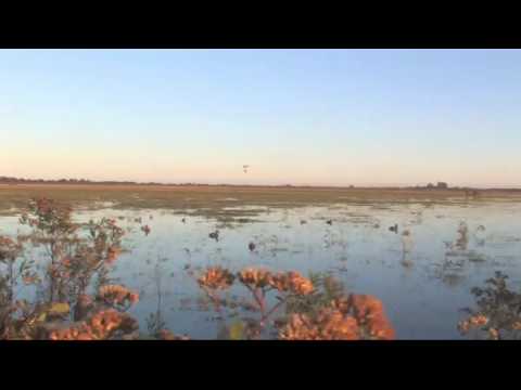 Maxus - The original, wild duck hunt with the new Maxus - 1:11