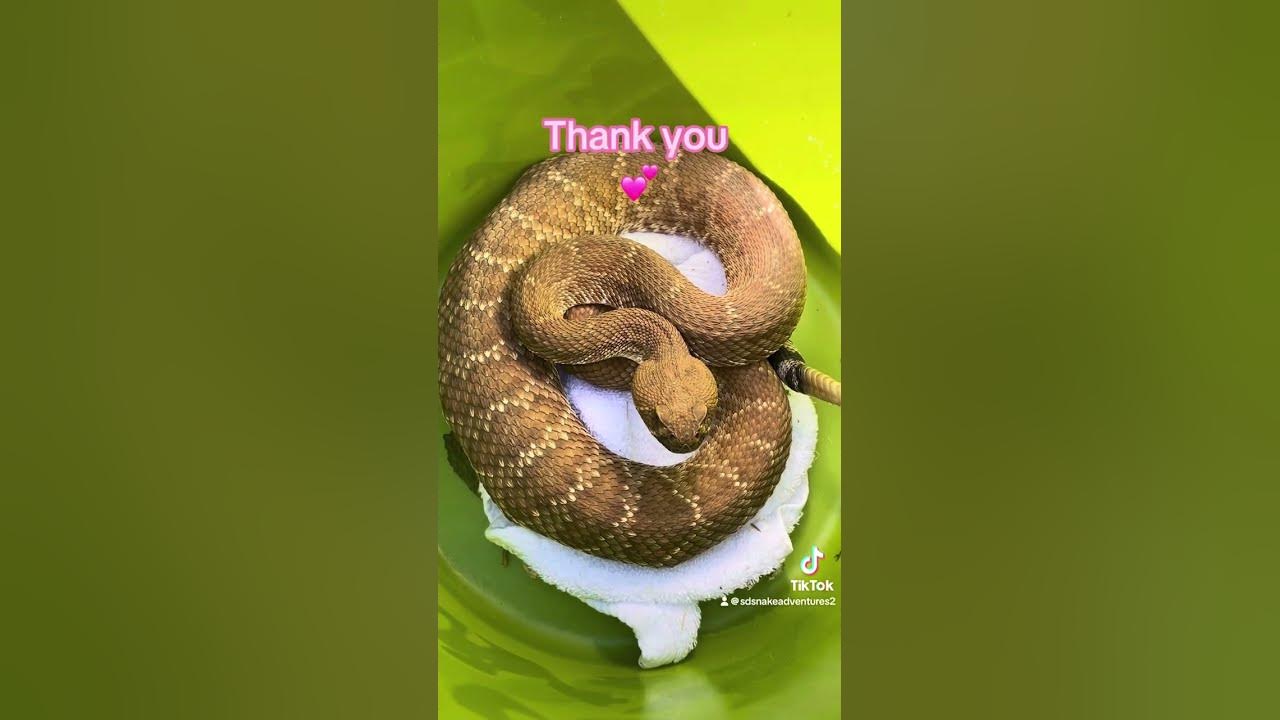 What did this Rattlesnake eat 🐀 - YouTube