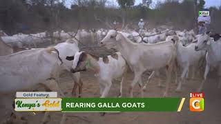 | Kenya's Gold | Rearing Galla Goats  Gold feature