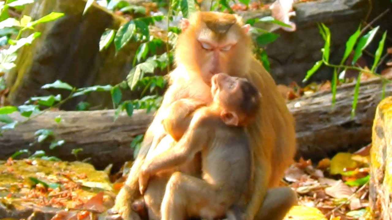 Sweet Moment,  Kendra Wants to Join Milk Time with Brother Lynx