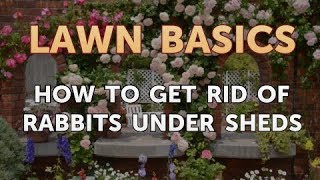 How to Get Rid of Rabbits Under Sheds