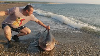 видео: Хотели спасти Дельфина, оказалась Акула🙀 картинка: Хотели спасти Дельфина, оказалась Акула🙀