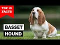 Basset Hound - Top 10 Facts の動画、YouTube動画。