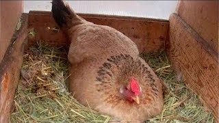 La poule cachait quelque chose. Quand le fermier l'a levée, il a été stupéfié par la découverte