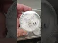 agar plates going to grain and to liquid culture like and subscribe for the full video.#mycology