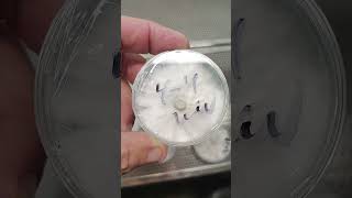 agar plates going to grain and to liquid culture like and subscribe for the full video.#mycology