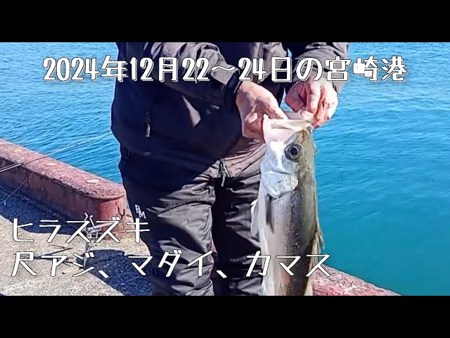 釣果情報：シーバス(ヒラスズキ)、マダイ、尺アジ、カマス、タチウオ