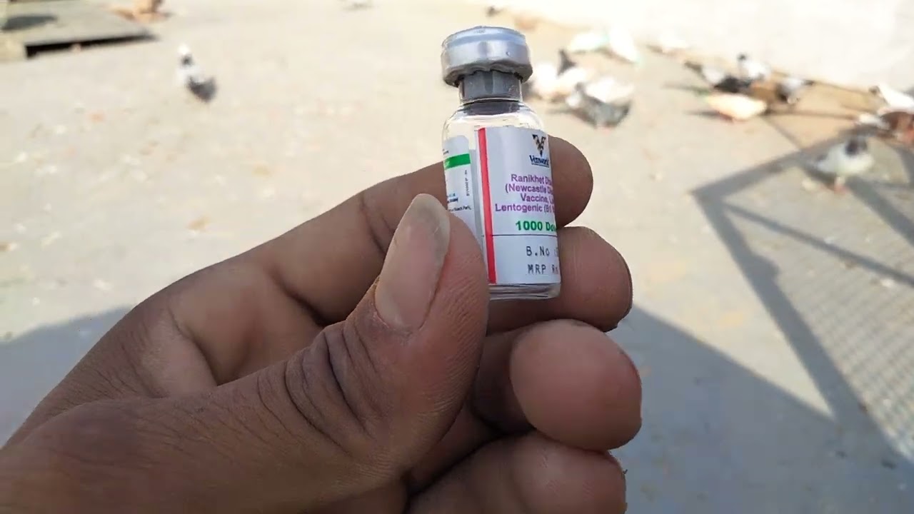 Ranikhet injection,,////? lasota kaise lagaen Apne kabutaron Ko 1000 kabutaron ki