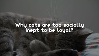 Cats Are Too Socially Inept To Be Loyal by CuteCats LoveLove 10 views 2 years ago 52 seconds