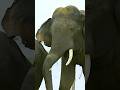 Urine runs down his legs and glands on his head. #wildlife #trending #shorts #animals