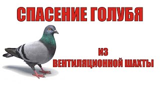 Спасение голубя из вентиляционной шахты в квартире Ярославль. When Nature Calls: Dove Lives Matter