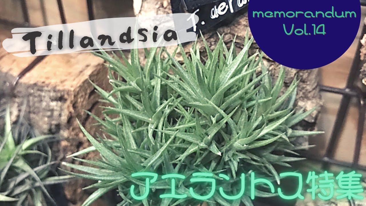 2021年11月7日【チランジア】育成中のTillandsia　アエラントス紹介！VOL.14　Introducing Tillandsia Aeranthos growing in my room