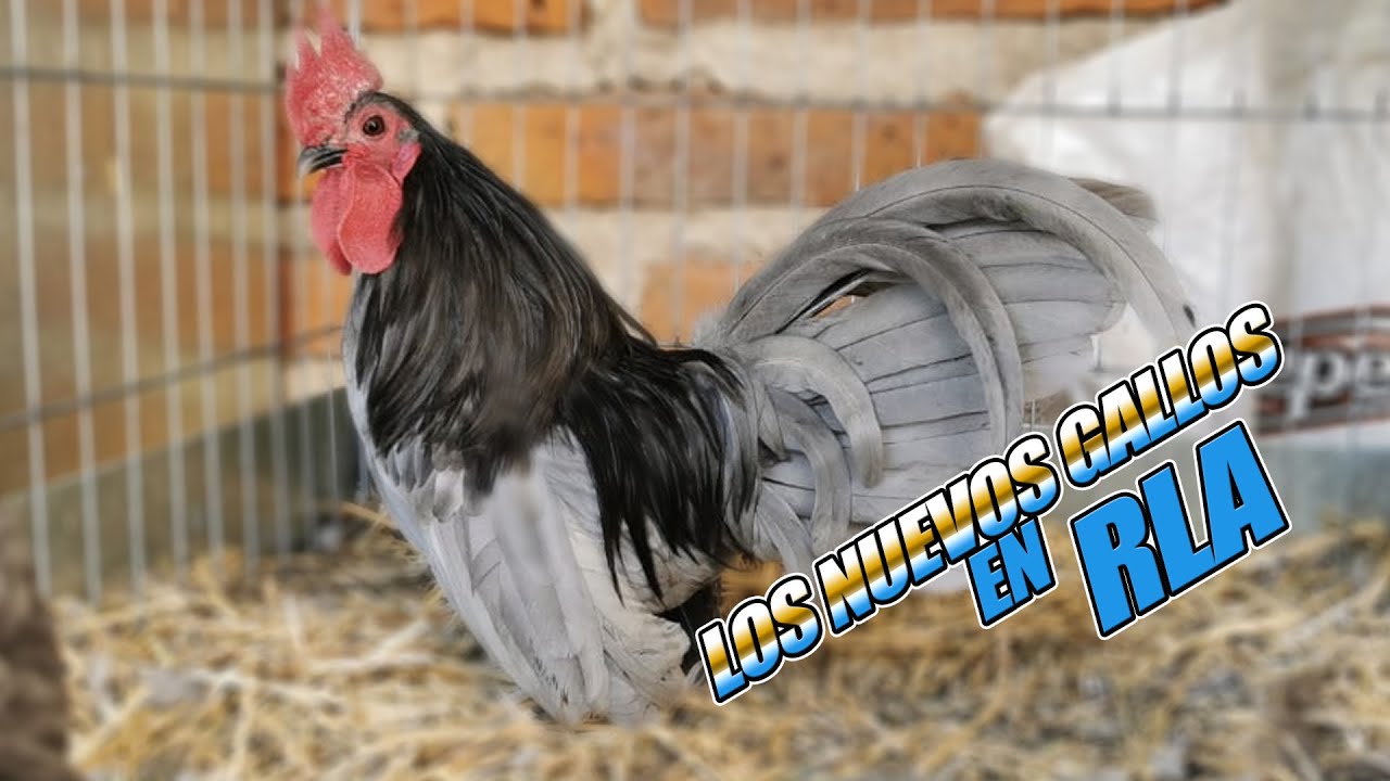 Los kikirikis que nos regalaron Ep.65 YouTube