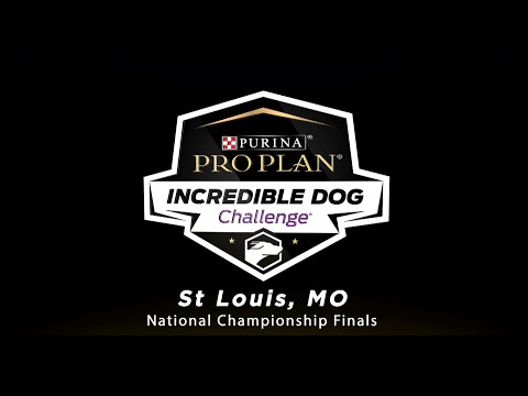 Vídeo: Prepare-se para as finais nacionais do Purina Incredible Dog Challenge