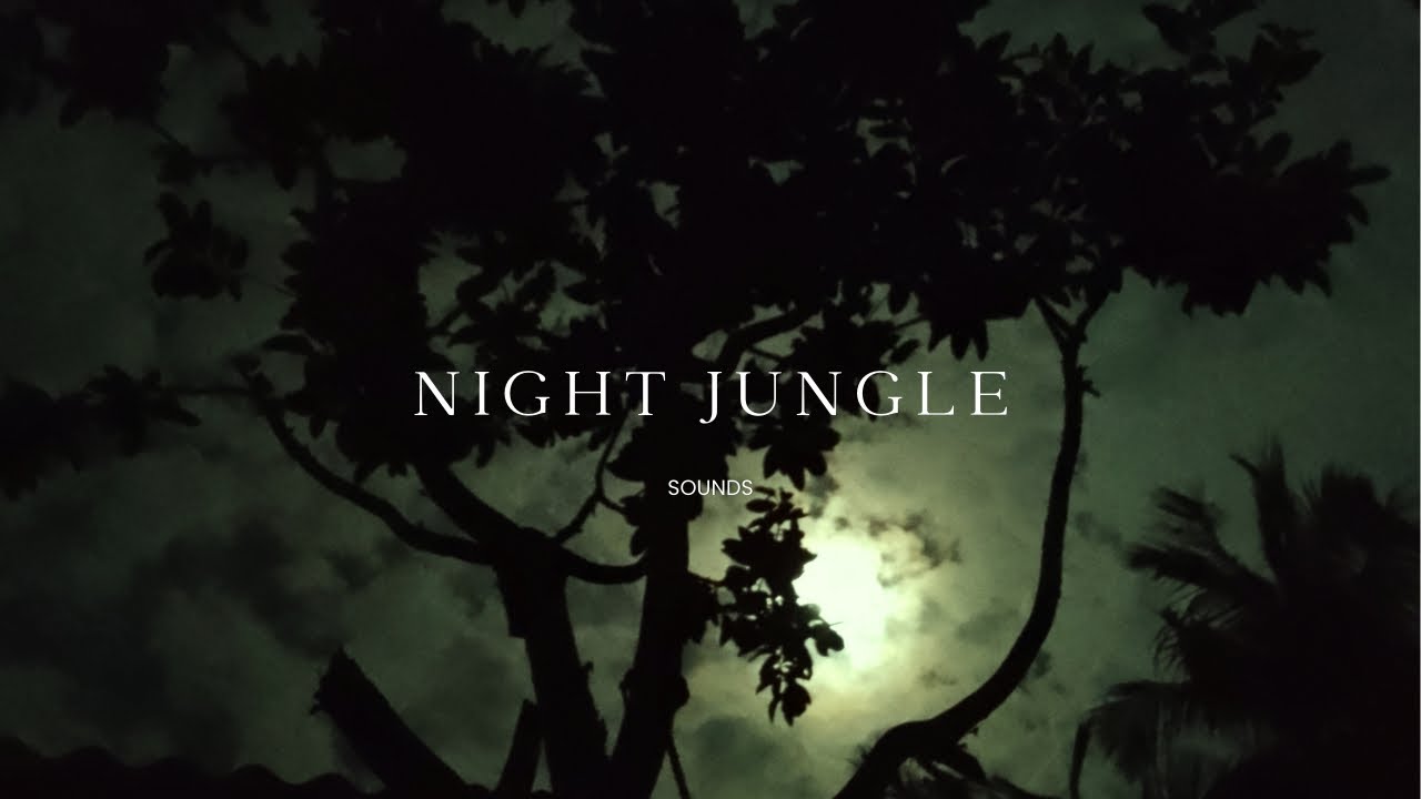 Night Jungle Sounds 🌙 8 Hours Deep Sleep | Cicadas, Crickets, Frogs, No Music 