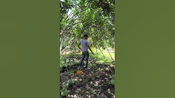 kéo cắt cành trên cao siêu nhanh #garden