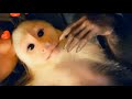 Capuchin Monkey CUTEST MOMENTS compilation!