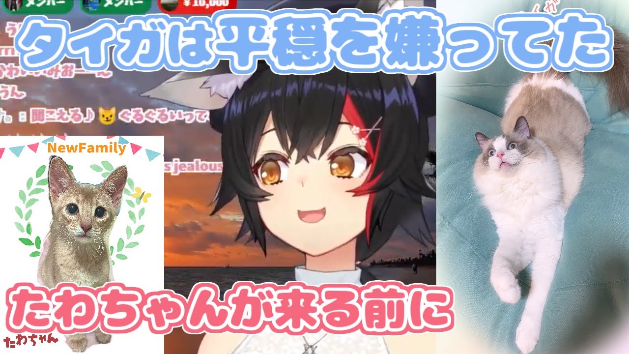【ホロライブ切り抜き】タイガ（飼い猫）が喧嘩しかけてくる理由を理解したミオちゃん【大神ミオ】