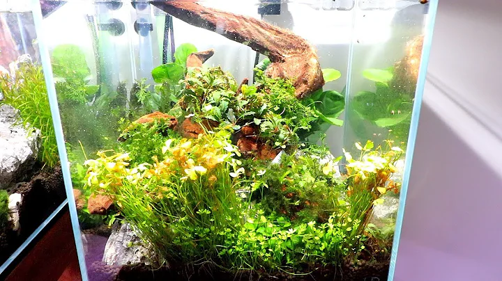 CYCLING YOUR AQUARIUM AND WHEN TO ADD PLANTS?