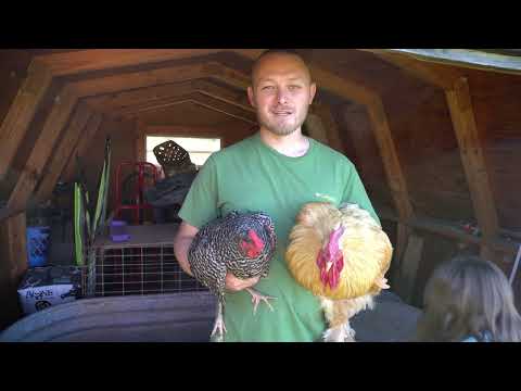 چگونه یک مرغ با پیوند جنسی ایجاد کنیم 