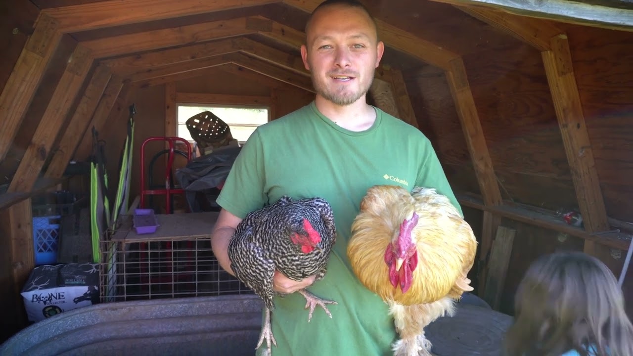 How to create a sex link chicken