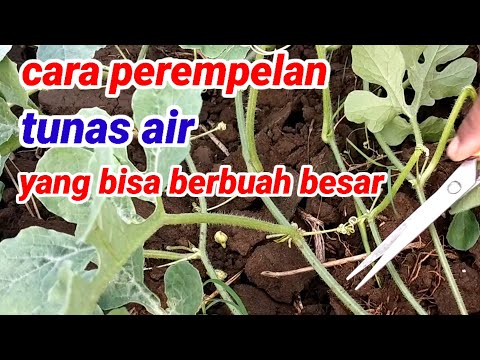 Video: Pemangkasan Rumput Pampas - Ketahui Cara Memotong Rumput Pampas