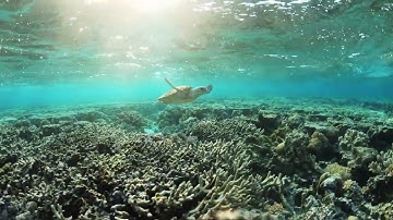 Simon Bray Home Video