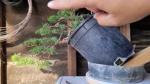 nursery stock juniper shimpaku into a cascade style pre bonsai! 👍🏼