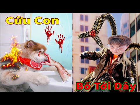 Thú Cưng TV | Ngáo Husky Troll Bố Dương KC #46 | chó thông minh vui nhộn | funny cute smart dog Pets