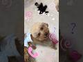 うちの子達にもしもし📞(´∇｀)|】ゝ🐶🐾