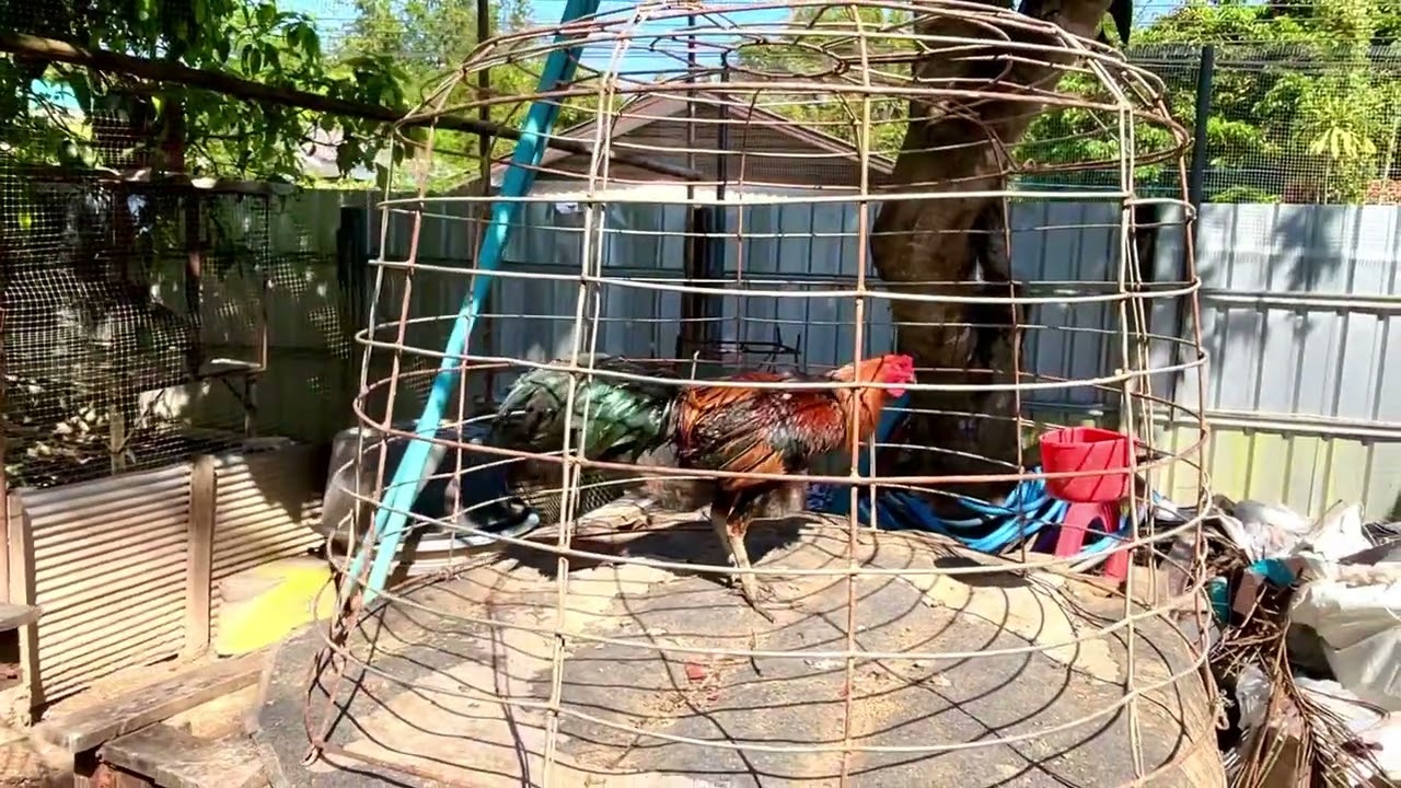 เอาไก่ใหม่มาอาบน้ำครับผม (อาบแชมพู)