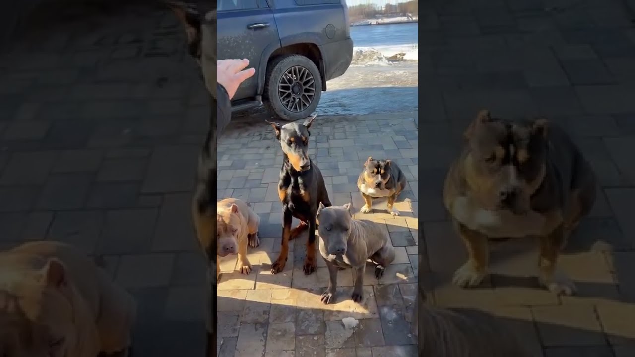 воспитанная собака
