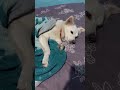 Ptanahi itni thand kyun lag rahi hai 🦮🧿#pyakuli #sleepingtime#petdog🦮#shortvideo #youtubeshorts