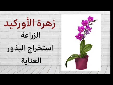 فيديو: كيفية زرع زهرة الأوركيد في المنزل: الميزات والتوصيات