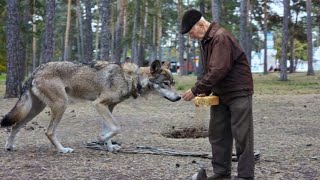 Дед откормил БЕРЕМЕННУЮ волчицу и спас от голода, а дальше произошло удивительное
