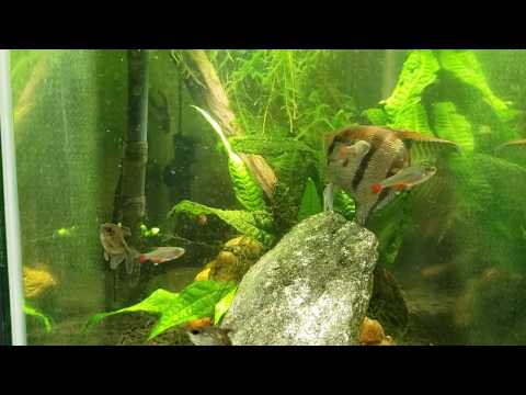 diamond-tetras-seem-to-be-spawning