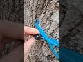 What Is This Electric Blue Tubing In Forest ?? #Shorts